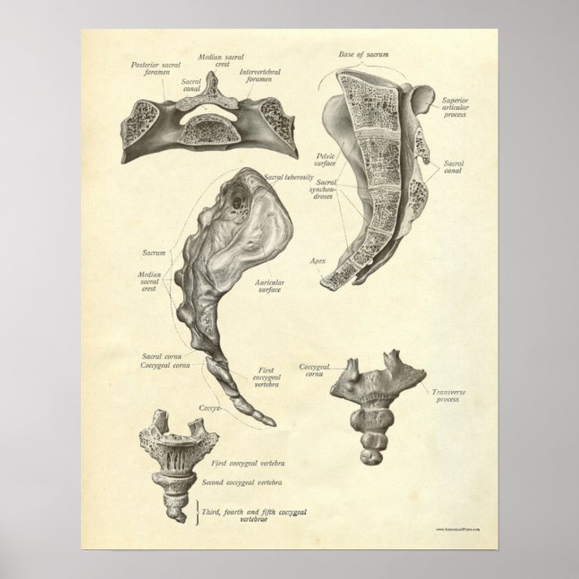 Vintage Anatomy Print Bones Sacrum (Front)