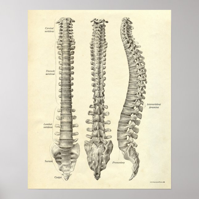 Vintage Anatomy Print Bones Spinal Column (Front)