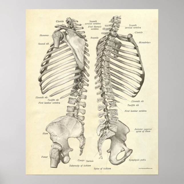 Vintage Anatomy Print Bones Spinal Column (Front)