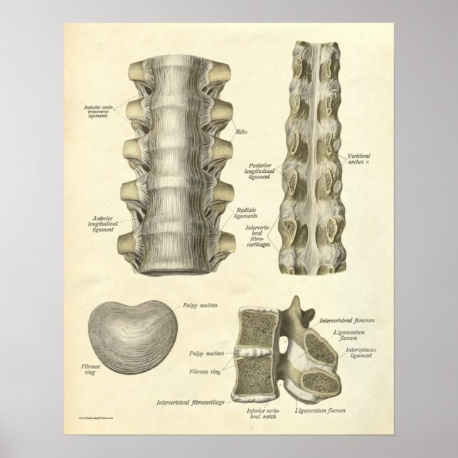 Vintage Anatomy Print Bones Thoracic Spine (Front)