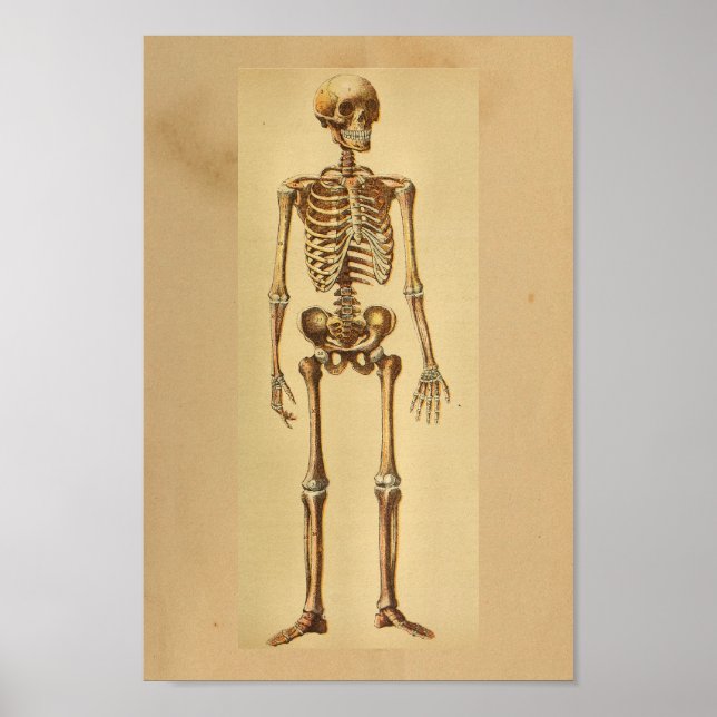 Vintage Anatomy Print Human Skeleton (Front)