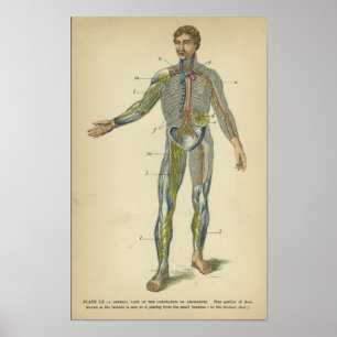 Vintage Anatomy Print Nerves Arteries