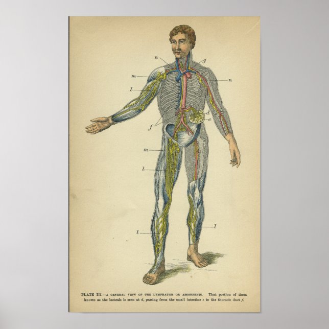 Vintage Anatomy Print Nerves Arteries (Front)