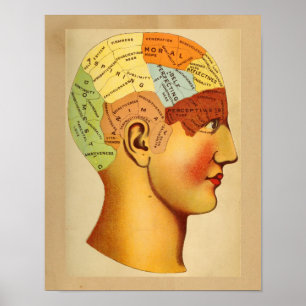 Vintage Anatomy Print Phrenology Head Chart Colour