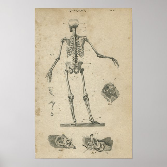 Vintage Anatomy Print Skeleton (Front)