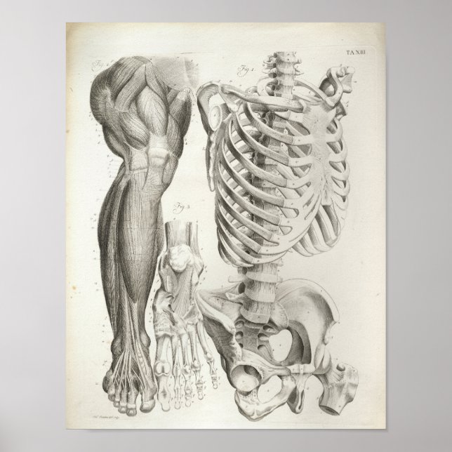 Vintage Anatomy Print Skeleton Spine Leg Muscles (Front)