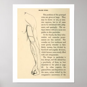 Vintage Anatomy Veins of the Human Arm Poster