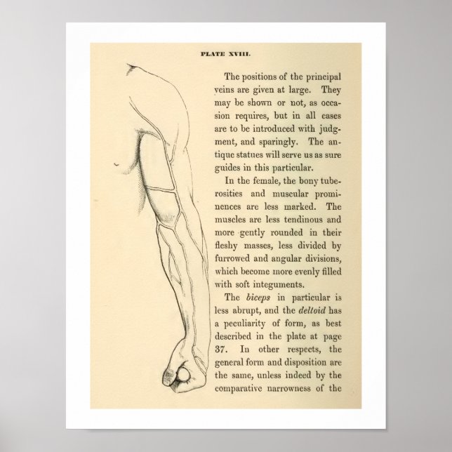 Vintage Anatomy Veins of the Human Arm Poster (Front)