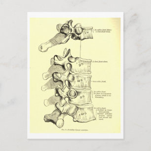Vintage Anatomy  Vertebrae Postcard