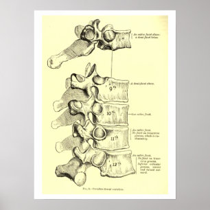 Vintage Anatomy Vertebrae Poster