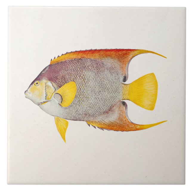 Vintage Angel Fish Antique Hawaiian Print Template Tile (Front)