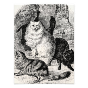 Vintage Angora Cat 1800s Persian Cats Illustration Photo Print