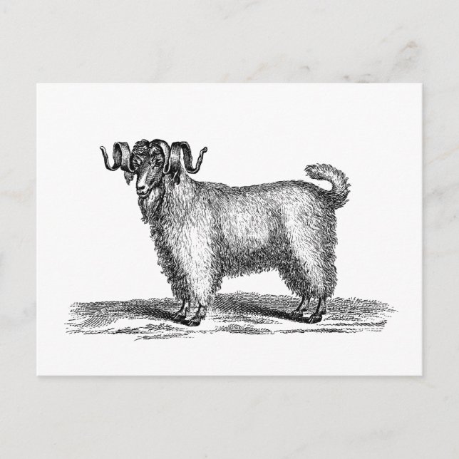 Vintage Angora Goat Illustration - 1800's Goats Postcard (Front)