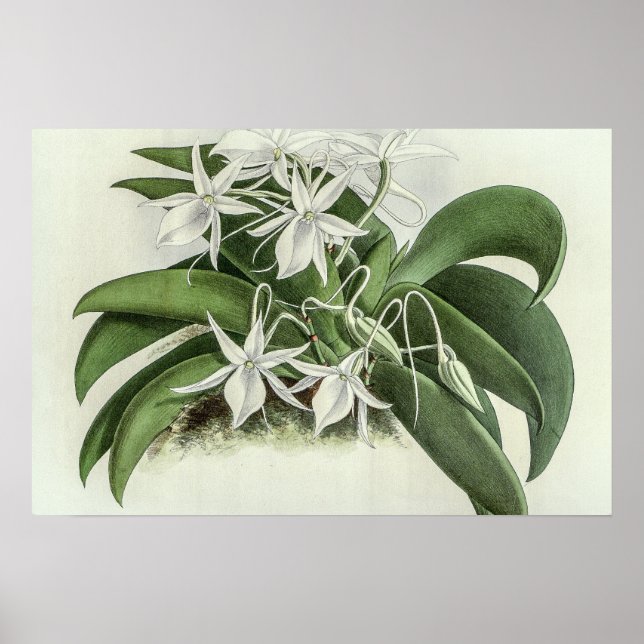 Vintage Angraecum Leonis Orchid Flower Poster (Front)