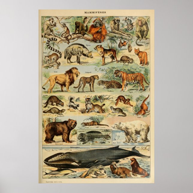 Vintage Animal Art French Wall Art Poster (Front)