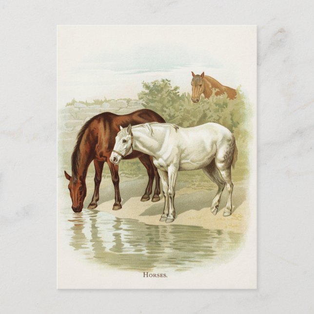 Vintage animal cute Horse postcard (Front)