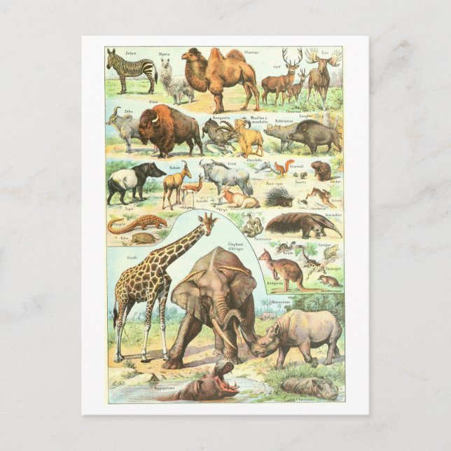 Vintage Animal Encyclopaedia Illustration Postcard (Front)