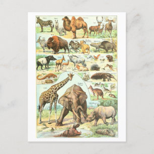 Vintage Animal Encyclopedia Illustration Postcard