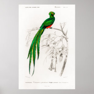Vintage animal illustration of a Pavonine quetzal Poster