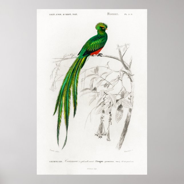 Vintage animal illustration of a Pavonine quetzal Poster (Front)