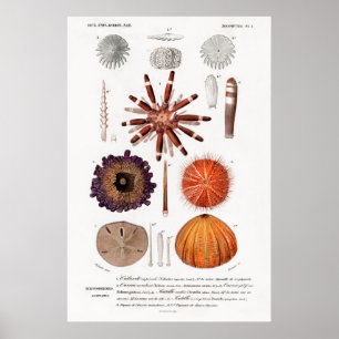 Vintage animal illustration of sea urchins poster