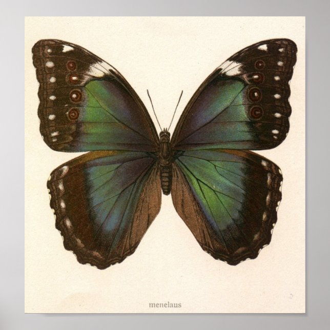 Vintage Animal-Insect-Butterfly-Specimen Poster (Front)