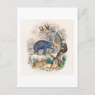 VINTAGE ANIMAL KINGDOM ILLUSTRATION POSTCARD