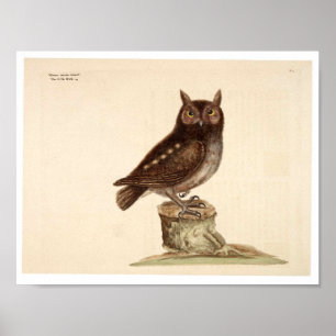 Vintage Animal Poster - Owl