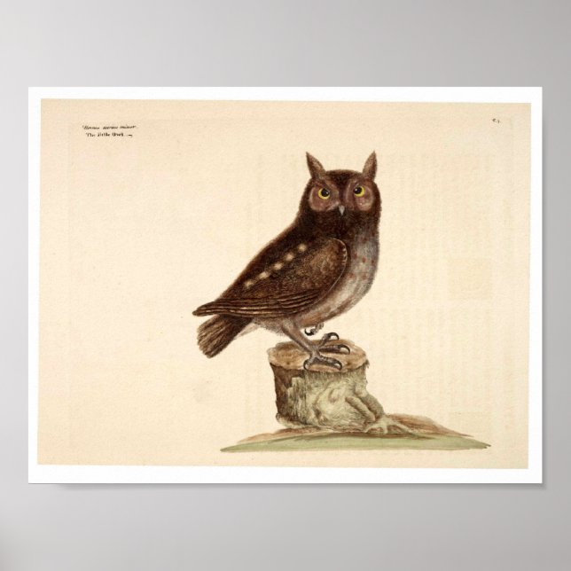 Vintage Animal Poster - Owl (Front)