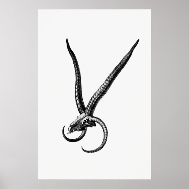 Vintage Animal Skull Poster (Front)