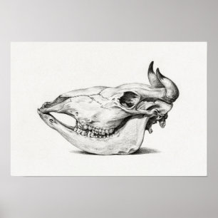 Vintage Animal Skull Poster