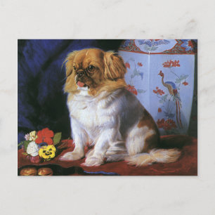 Vintage Animals, Toy Pekingese Puppy Dog Postcard