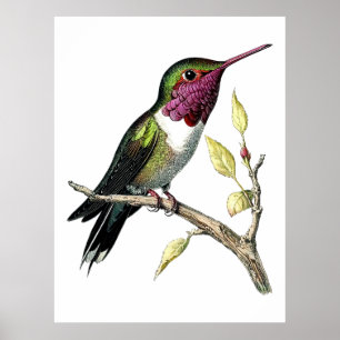 Vintage Anna's Hummingbird Illustration Poster