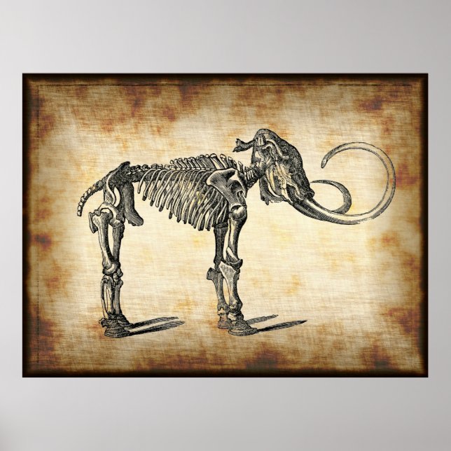 Vintage Antique Anatomical Mammoth Dinosaur Bones Poster (Front)