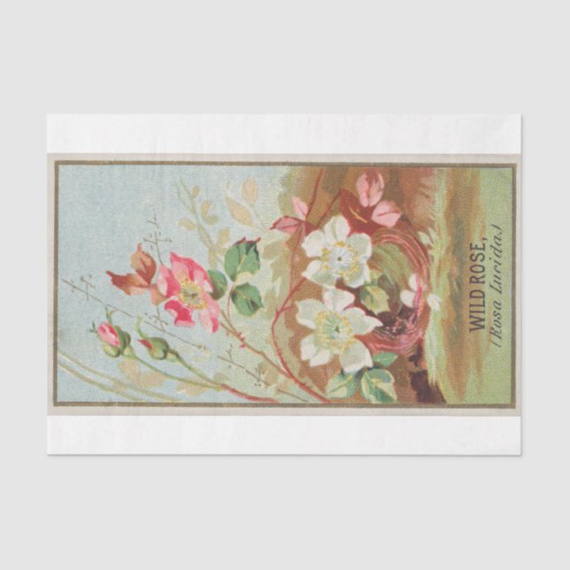 Vintage Antique Classic Wild Rose Flower Tissue Paper (Front)