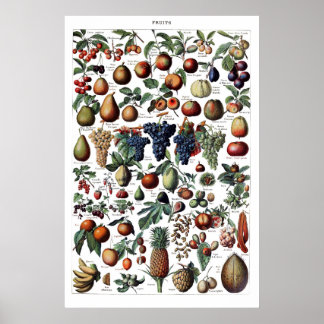 Vintage Antique French Fruit Print Poster