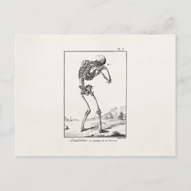 Vintage Antique Human Skeleton Medical Anatomy Postcard (Front)