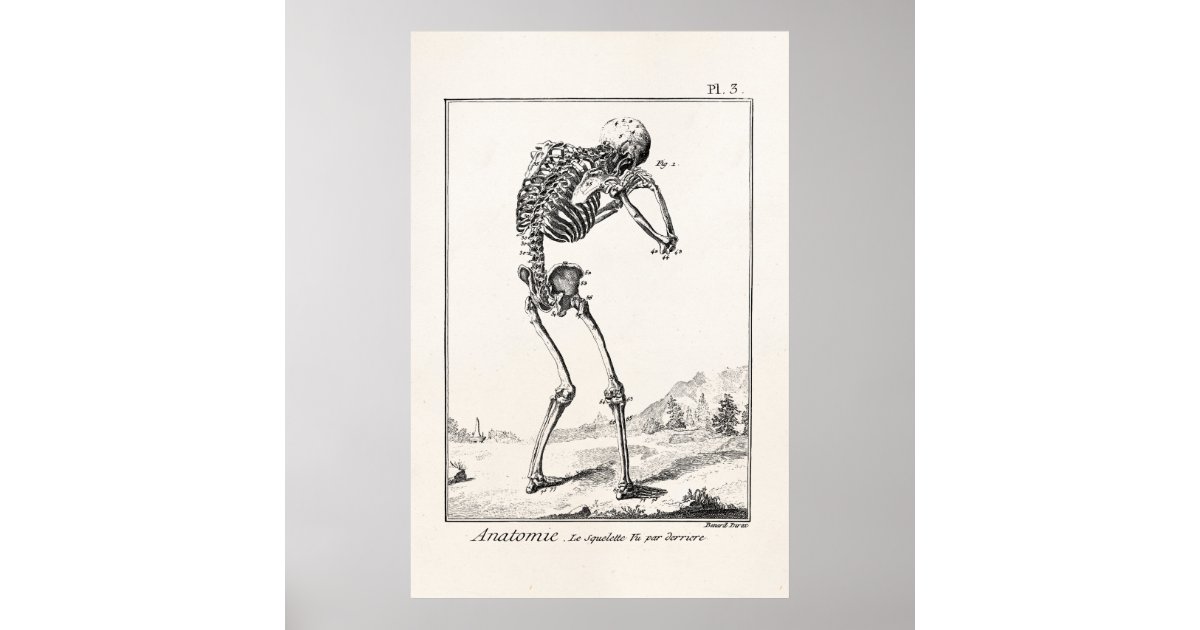 Vintage Antique Human Skeleton Medical Anatomy Poster | Zazzle