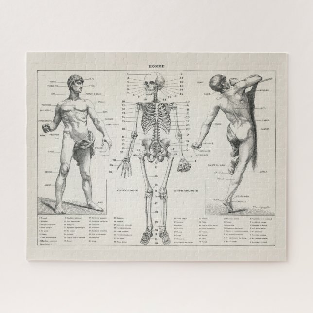 Vintage Antique Medical Anatomy Anatomical Diagram Jigsaw Puzzle (Horizontal)