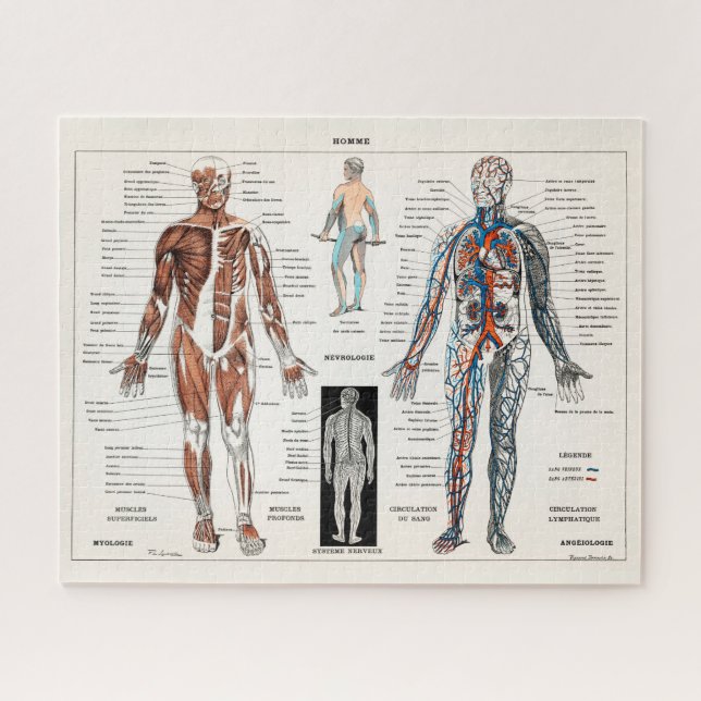 Vintage Antique Medical Anatomy Anatomical Diagram Jigsaw Puzzle (Horizontal)