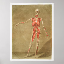 Vintage Antique Medical Anatomy Anatomical Diagram
