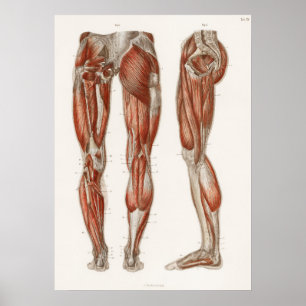 Vintage Antique Medical Anatomy Anatomical Diagram Poster