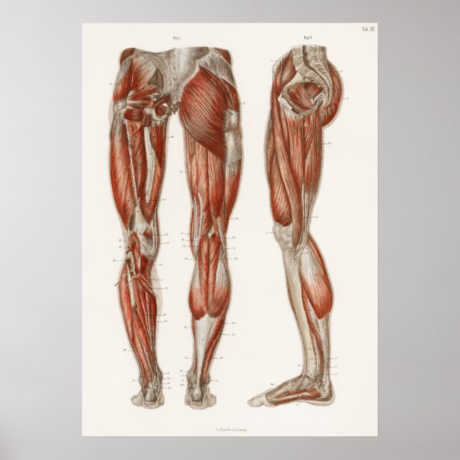 Vintage Antique Medical Anatomy Anatomical Diagram Poster (Front)