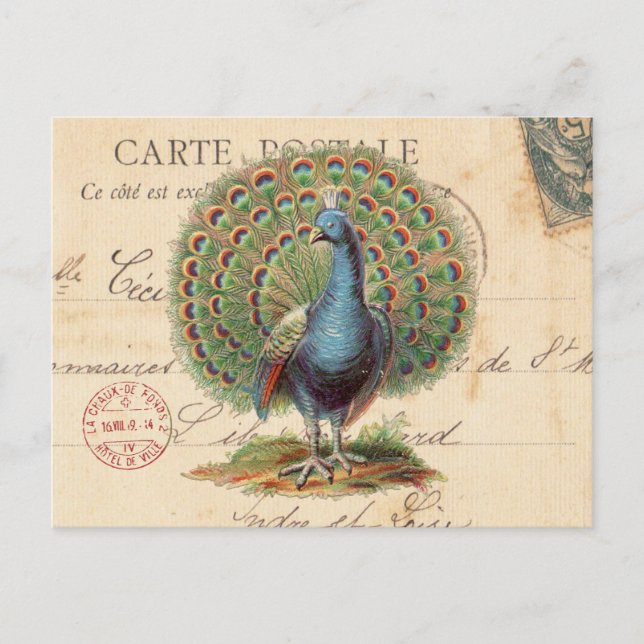 Vintage antique peacock postcard (Front)
