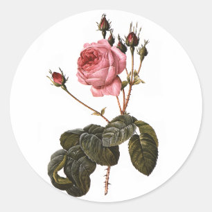 Vintage Antique Pink Garden Roses in Bloom Classic Round Sticker