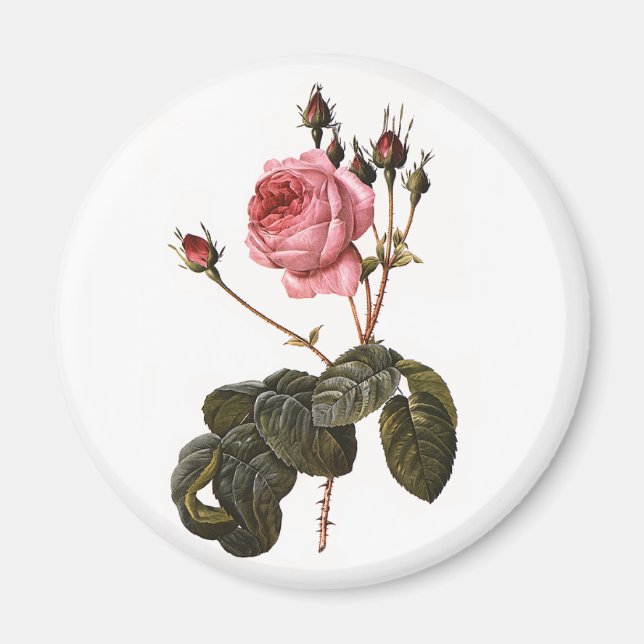 Vintage Antique Pink Garden Roses in Bloom Magnet (Front)