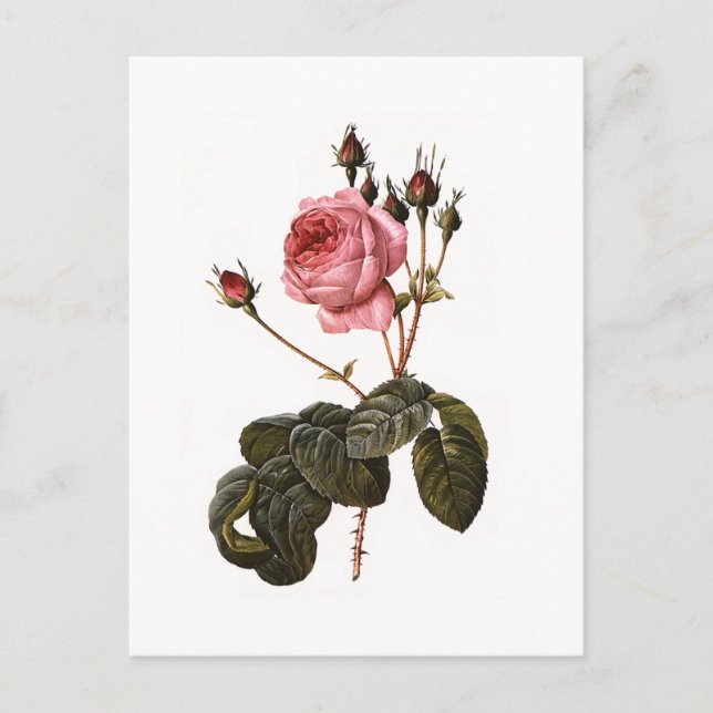 Vintage Antique Pink Garden Roses in Bloom Postcard (Front)