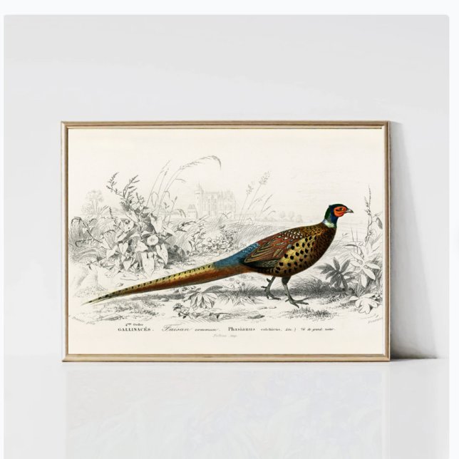 Vintage Antique  Ring-necked  Pheasant Poster (Creator Uploaded)