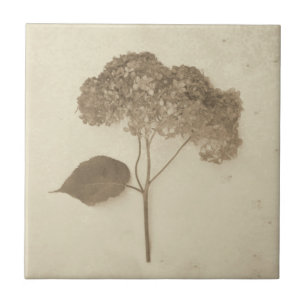 Vintage Antique Sepia Hydrangea Country Floral Tile