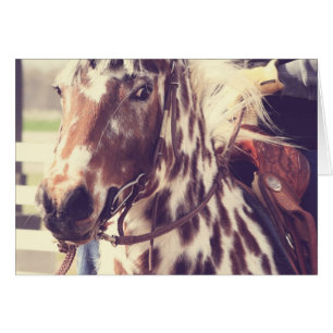 Vintage Appaloosa Show Horse